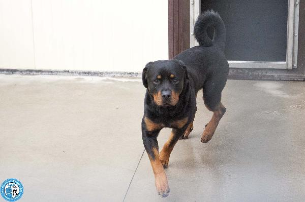 Ares, forza e fedeltà in cerca di una guida vera Foto 4